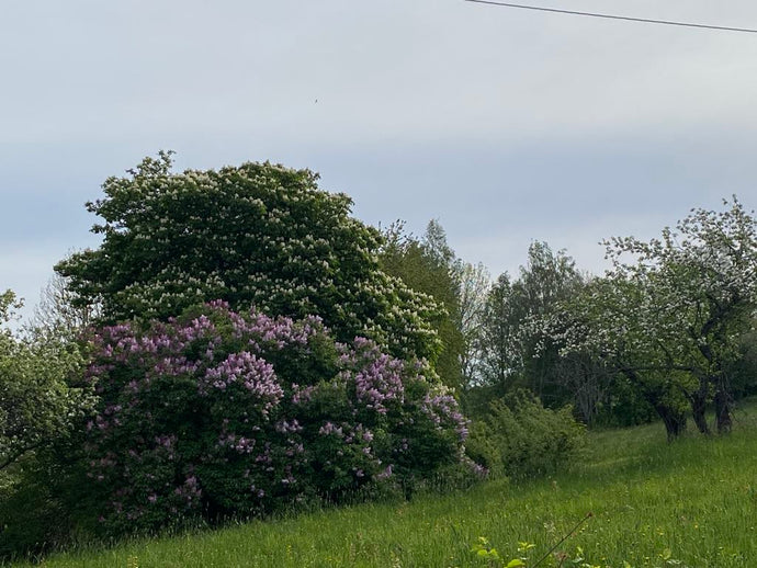 Deilige Mai. Prosjekt selvforsynt
